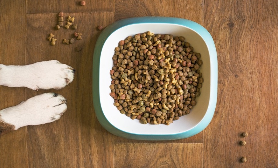 dog paws near dog food bowl