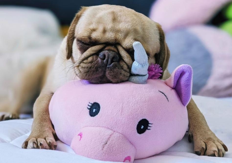 pug sleeping on pillow