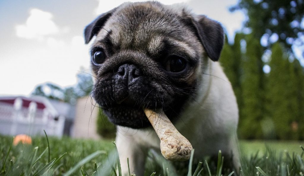 Pug with bone in mouth