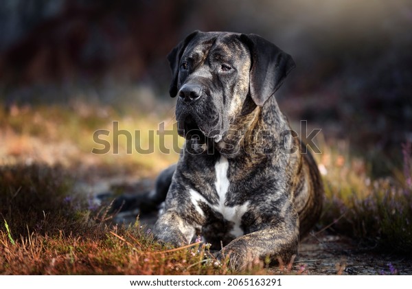 How much does a Presa Canario Cost
