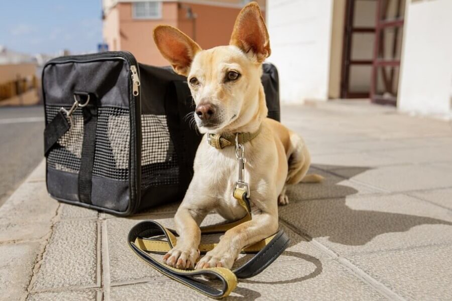 chihuahua dog in transport bag or box ready to travel
