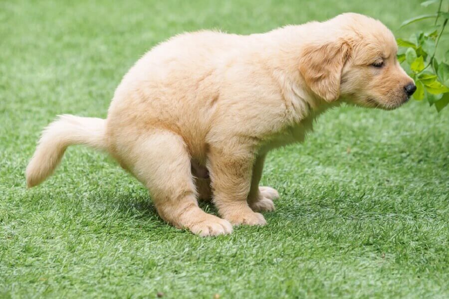 cute golden retriever puppy pooping