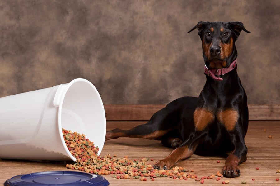 doberman sitting next to a spilled tub of dog food