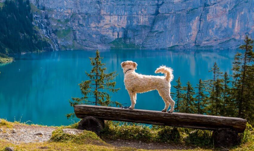 dog standing near the lake