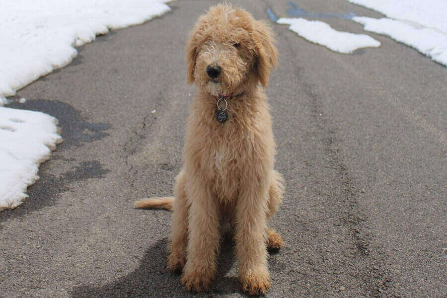 golden doodle puppy on icy road