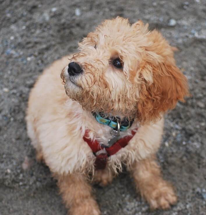 goldendoodle sitting on a sandy beach