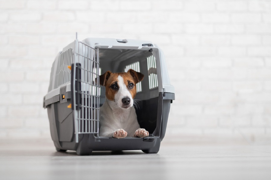 jack russell terrier inside a travel carrier box for animals