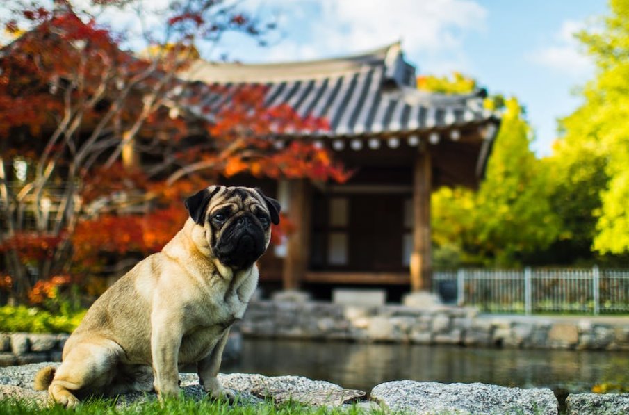 pug in park