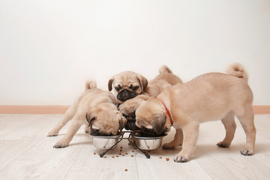 pug puppies eating at home
