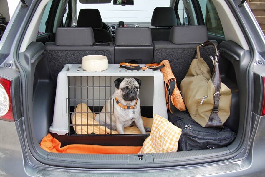 pug sitting in a cage in the trunk of a car