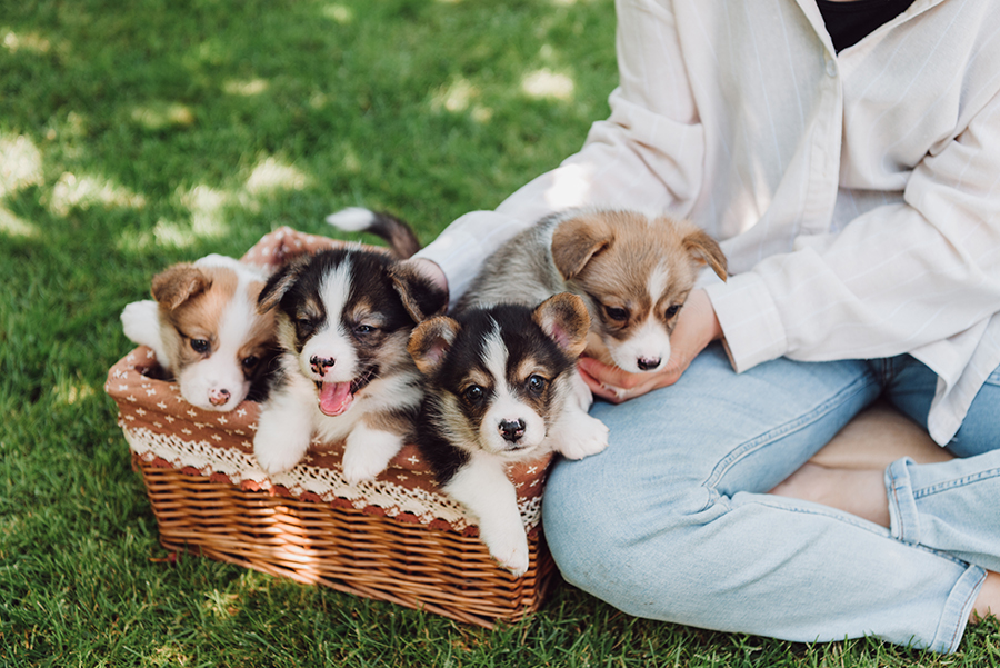 partial view of girl sitting in green garden with crossed legs near wicker box with adorable puppies