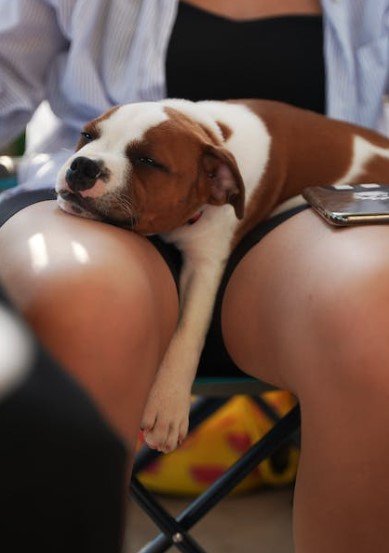 puppy sleeping on owner lap'