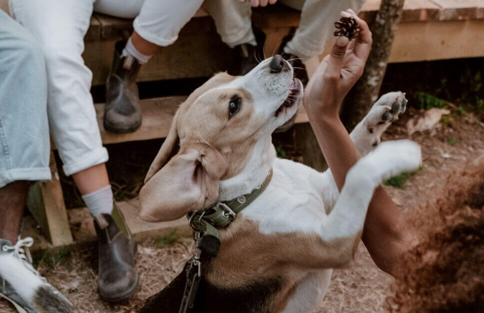 beagle puppy getting treats