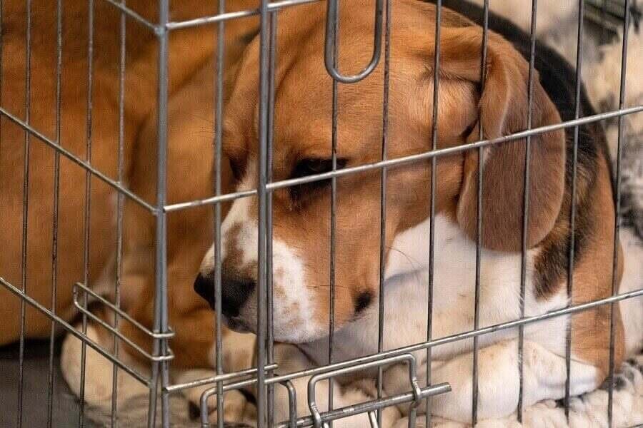 beagle puppy inside crate
