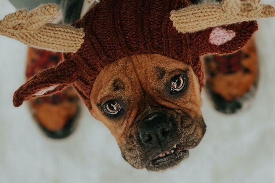 boxer puppy in funny costume