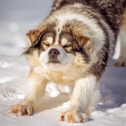 dog stretching in snow